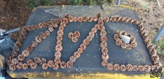 symbol_tannennadeln